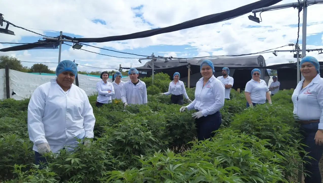 El Cannabis Medicinal, la base de Sajona, un emprendimiento para el desarrollo regional
