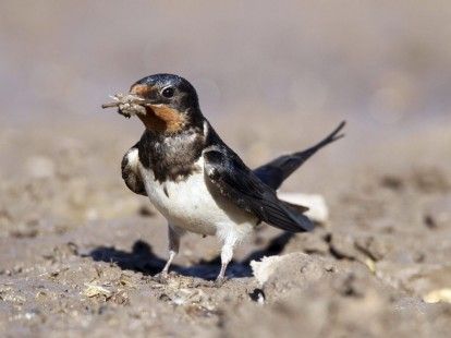 Un 37% de aves comunes en España, en situación de conservación desfavorable