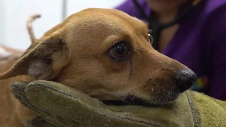 Doki, el perro que sufrió de maltrato animal