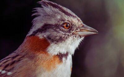 Procuraduría hará seguimiento a “Copetón”, ave insignia de Bogotá