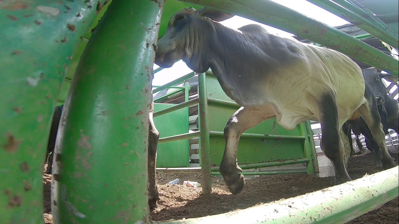 “Prohibición de exportaciones de ganado en pie afectaría a 350.000 pequeñas familias ganaderas”: Fedegán
