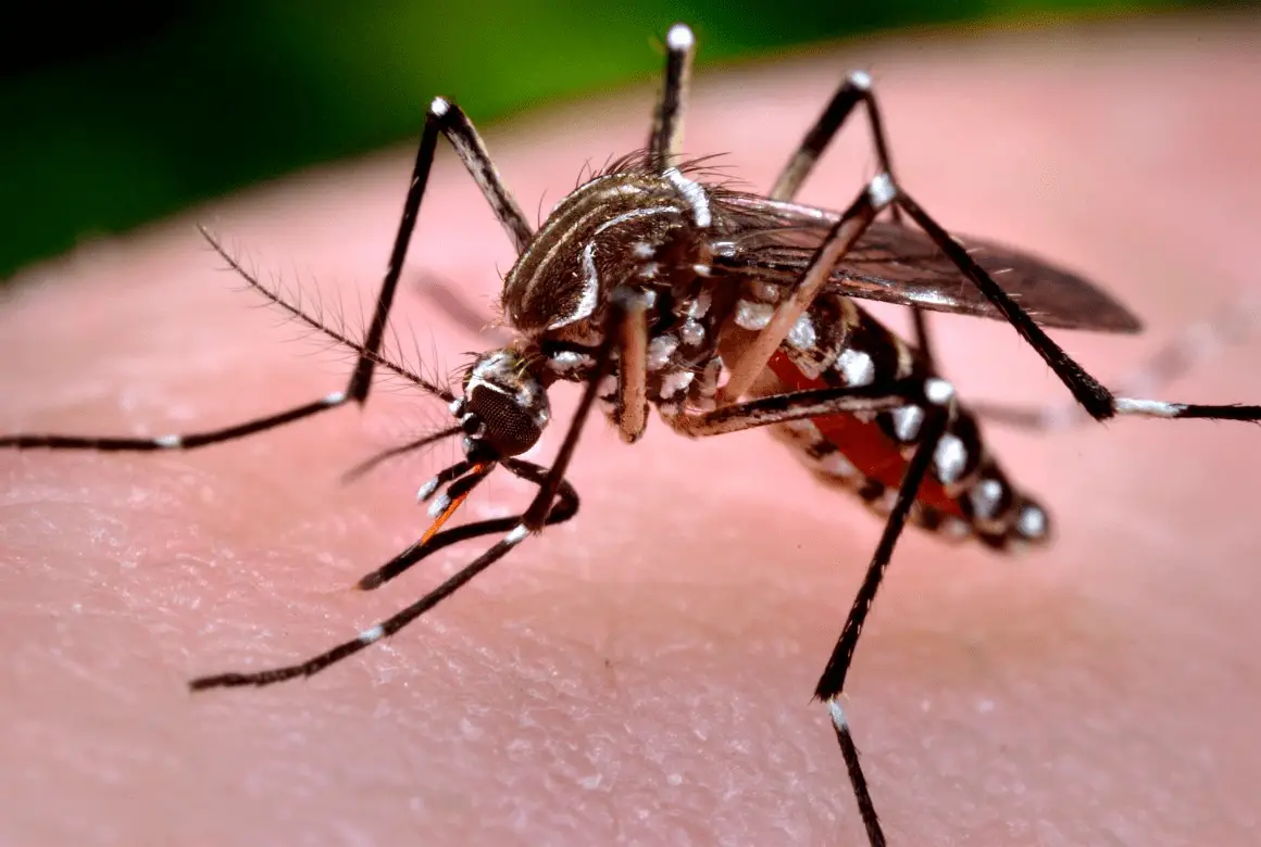 Comunas 2, 6, 8, 9 y 10, las más afectadas por dengue en Neiva