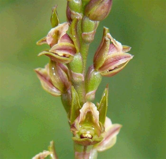 Una orquídea dada por extinta se esconde a simple vista