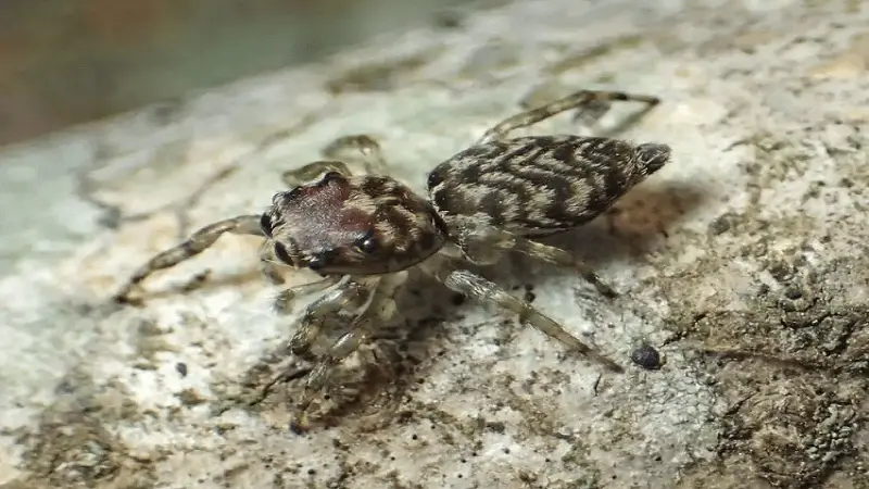 Se alcanzan 50.000 especies registradas de arañas y solo son la mitad