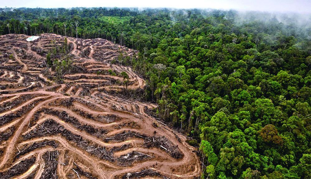 Nuevo record de deforestación de la Amazonía
