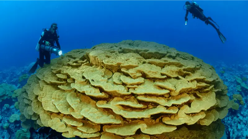 Especies de coral resistentes al clima
