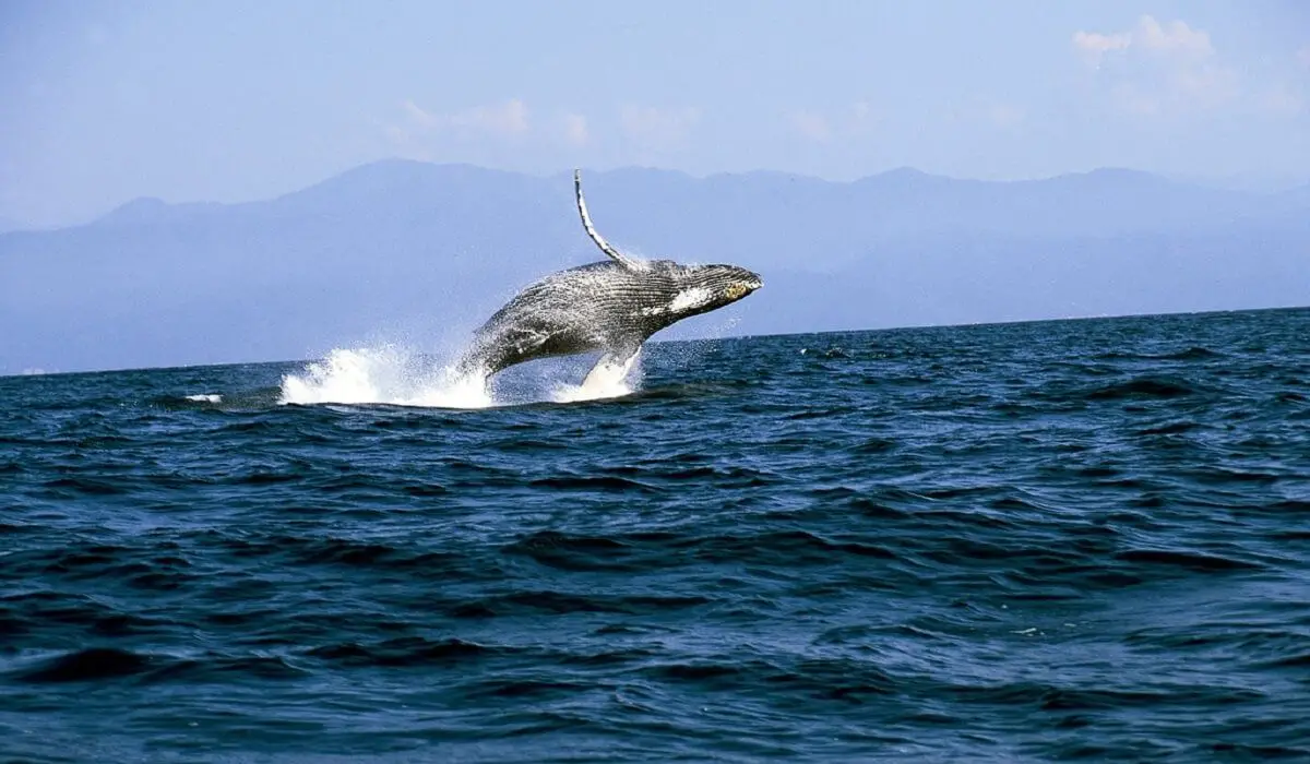 Avistamiento de ballenas: Una alternativa turística para las comunidades costeras