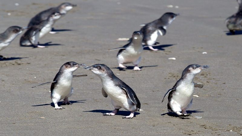 Muertos cientos de pingüinos en playas de Nueva Zelanda