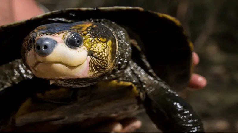 Tortuga dada por extinta, ‘resucitada’ gracias al ADN ambiental