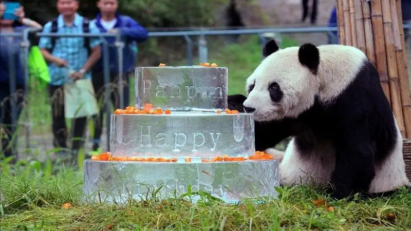 Muere el panda gigante macho más longevo en cautiverio