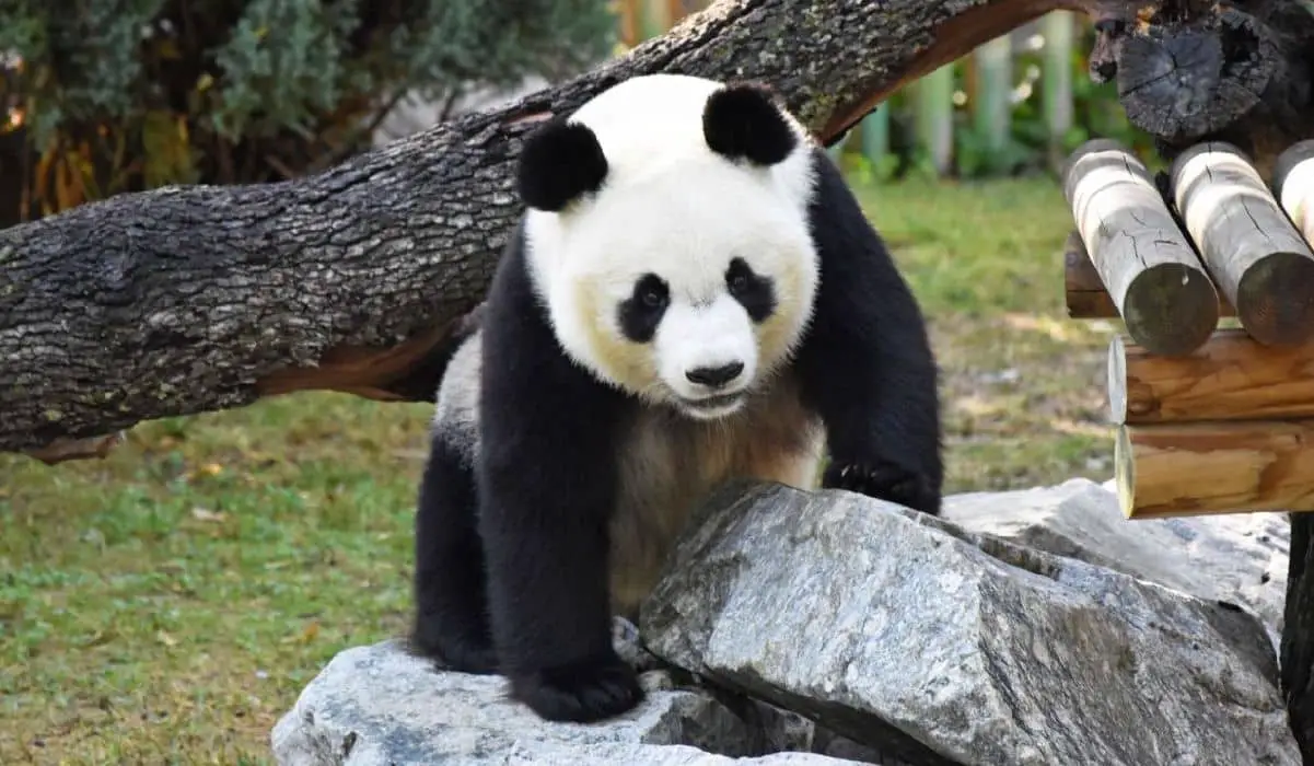 Cuenta atrás para el nacimiento de una cría de panda gigante