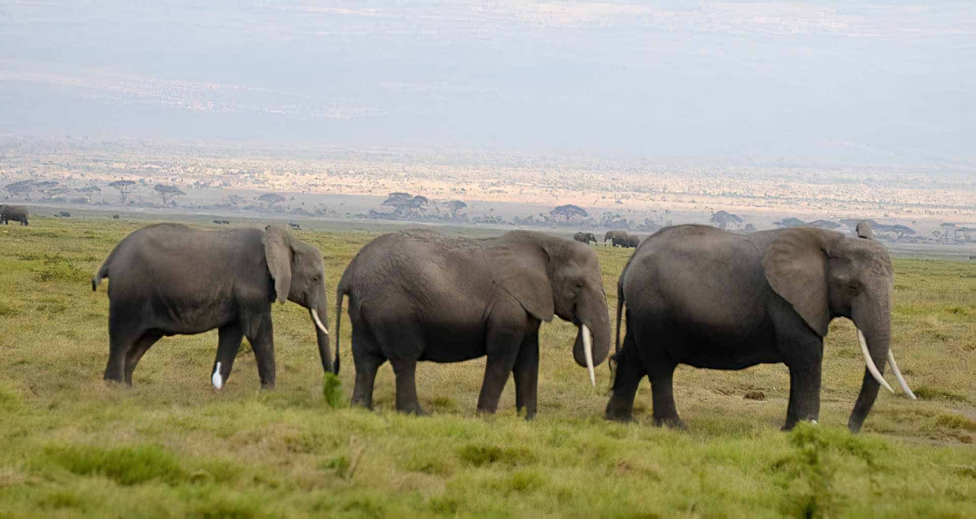 Kenia aumenta su población de elefantes de sabana, la cuarta mayor del mundo