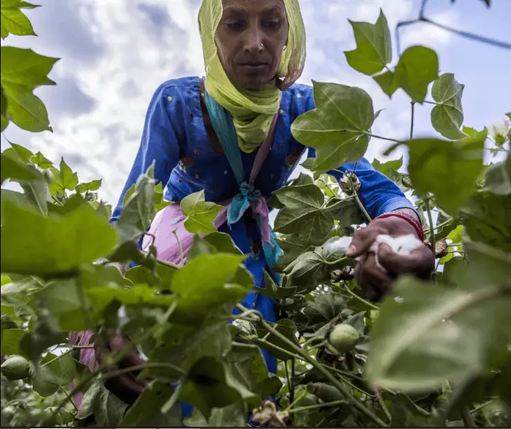 Suministro mundial de algodón sigue reduciéndose, golpeado por sequía y calor