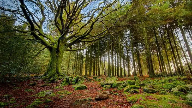 Triplicar la inversión en bosques para 2030