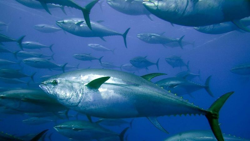 El atún, amenazado por la sobreexplotación