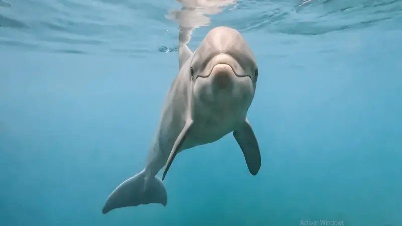 Los delfines pueden identificar a sus amigos por el gusto