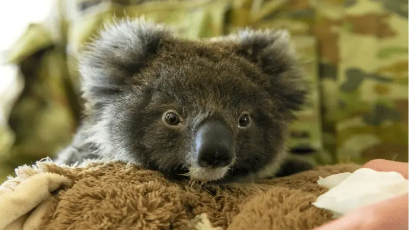 Koalas al borde de la extinción