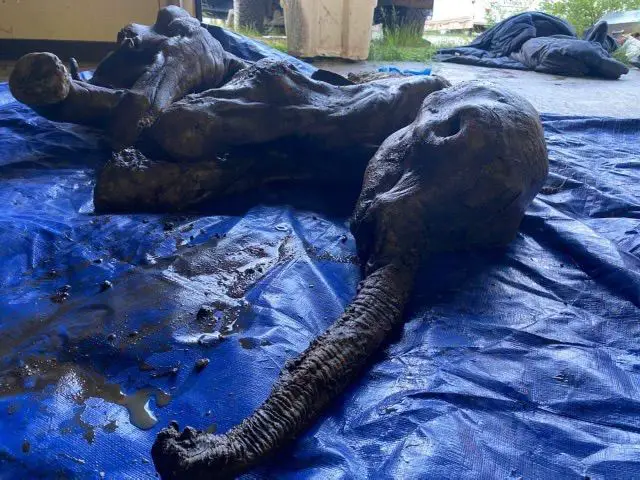 Encuentran increíble momia de bebé mamut