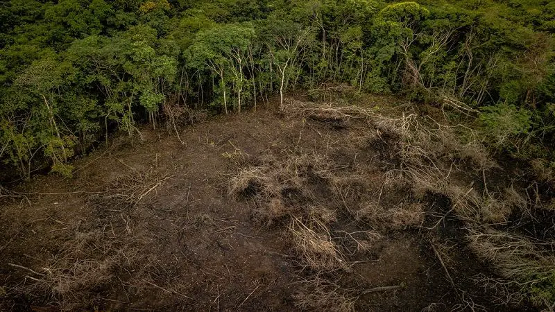 Deforestación en la Amazonía colombiana disminuyó un 70%
