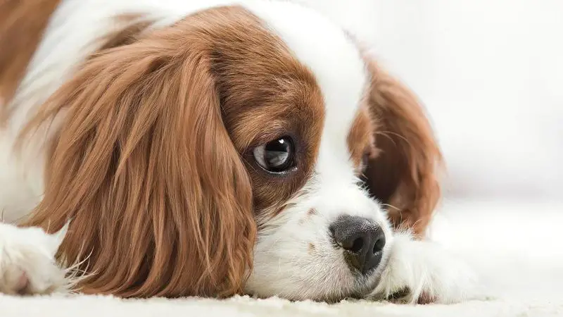 ¿Tu perro sufre depresión? Aprende a identificar los síntomas