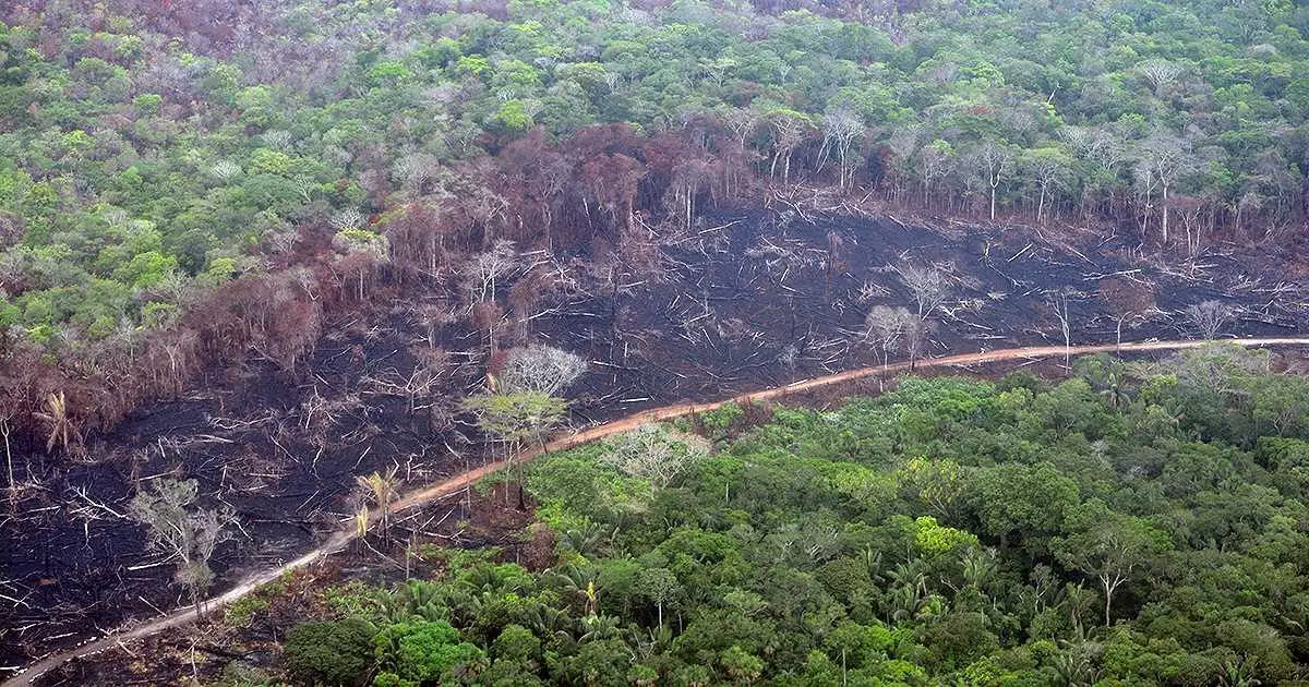 Deforestación en Colombia se ha incrementado tras acuerdo de paz