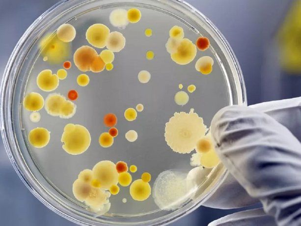 Enfermedad del  Súper Hongo podría convertirse en la próxima pandemia