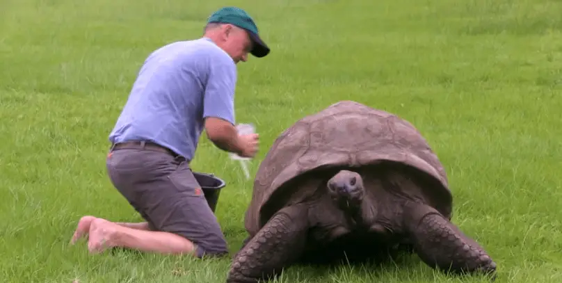 Jonathan cumplió 190 años y es la tortuga más longeva del mundo
