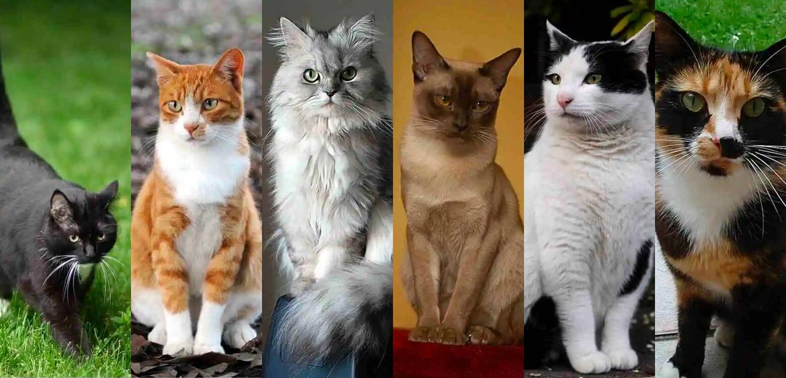 ¿La personalidad de los gatos se asocia con su color?