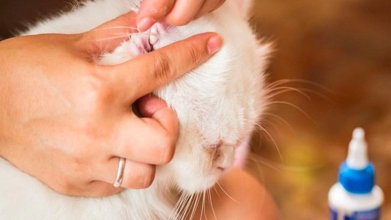 ¿Cómo cuidar los oídos de su gato?