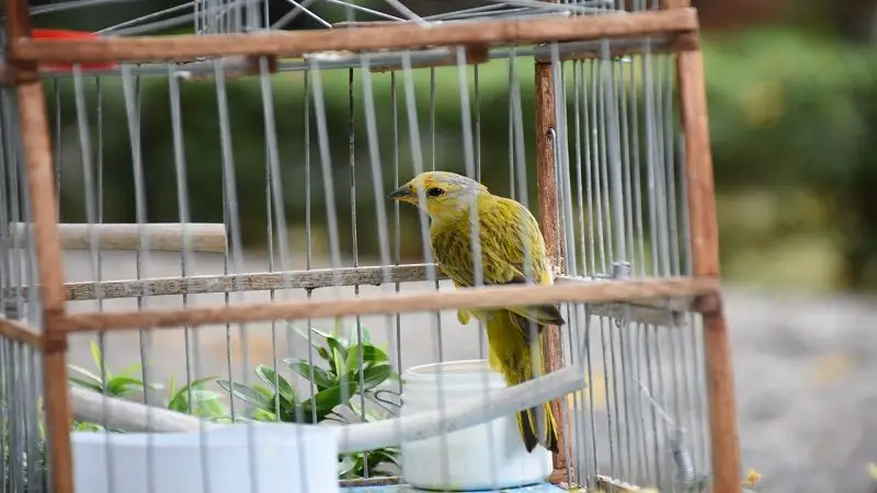 Denuncian uso ilegal de jaulas para encerrar aves en el Huila