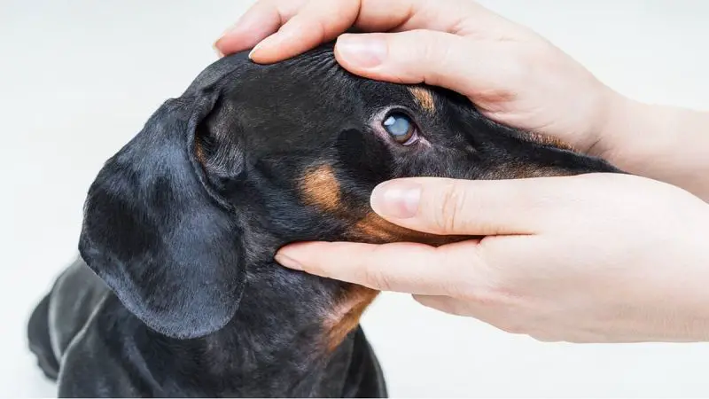 La ceguera también puede afectar a los perros