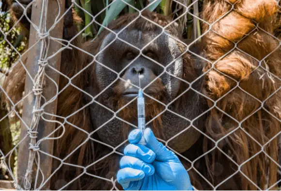 En zoológico de Chile vacunan a animales contra COVID