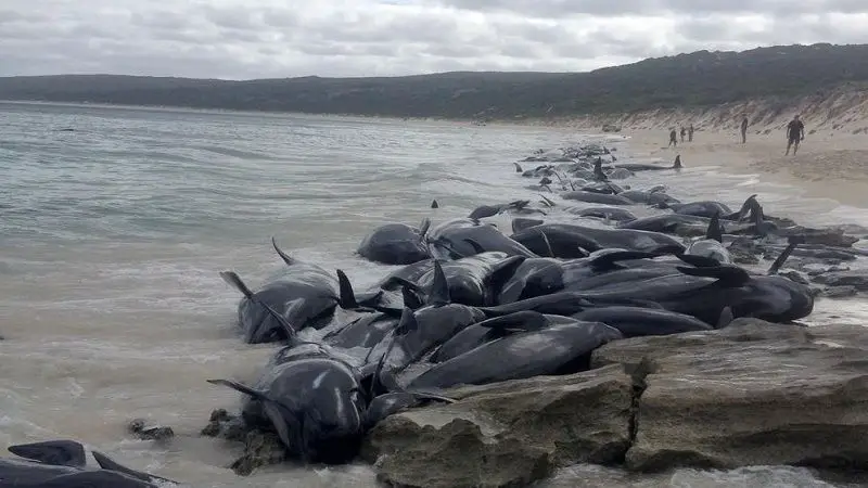 Decenas de ballenas mueren varadas en Australia
