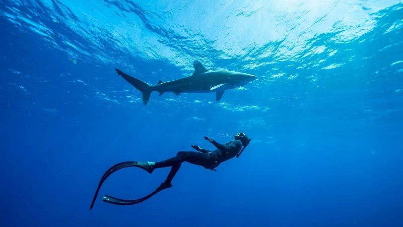 Los humanos y los tiburones debemos coexistir