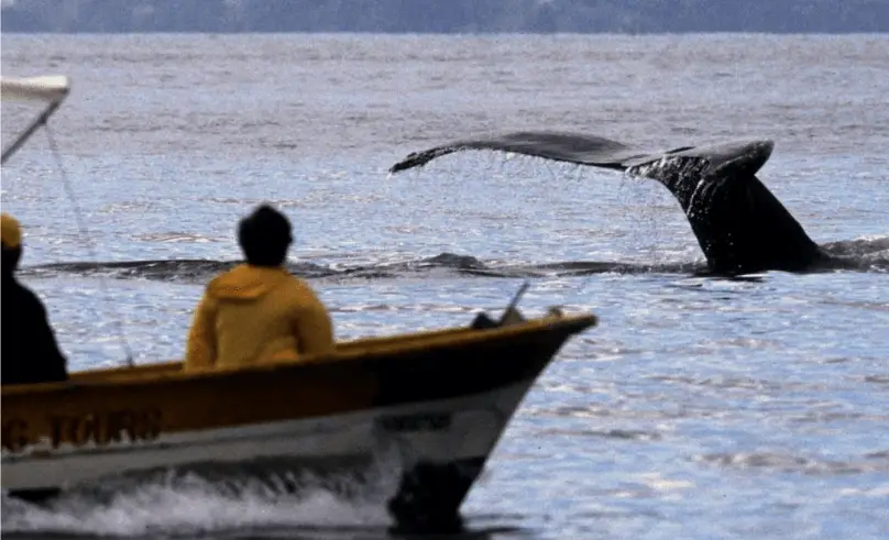 ¡Llegaron las ballenas al Pacífico colombiano!