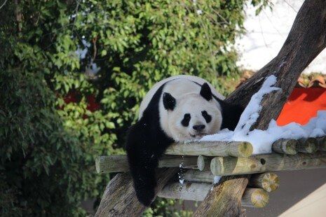 Cuenta atrás para el nacimiento de una cría de panda gigante