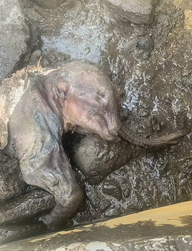 Encuentran increíble momia de bebé mamut