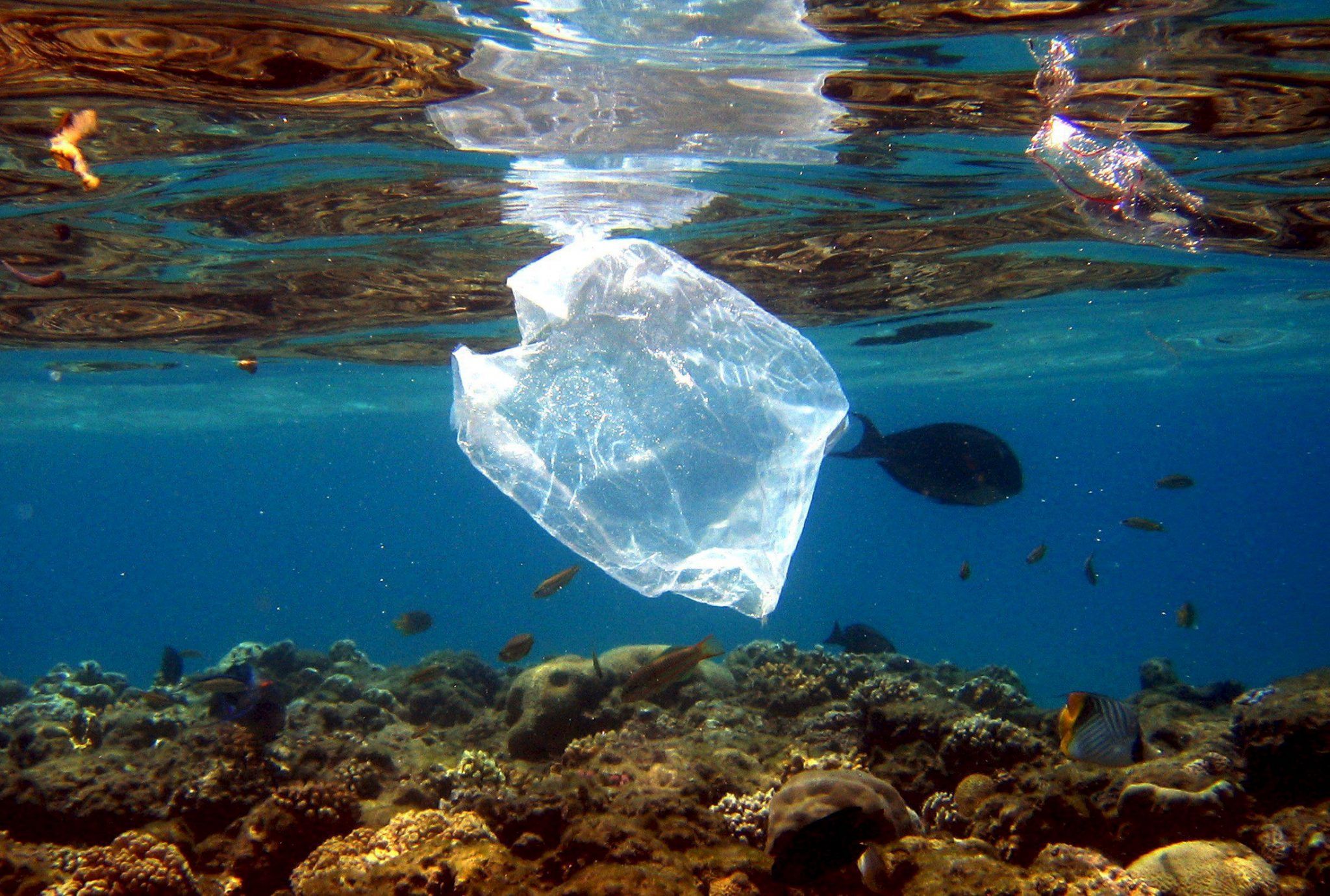 Expertos presentan dos formas sencillas de reducir el daño de las bolsas de plástico