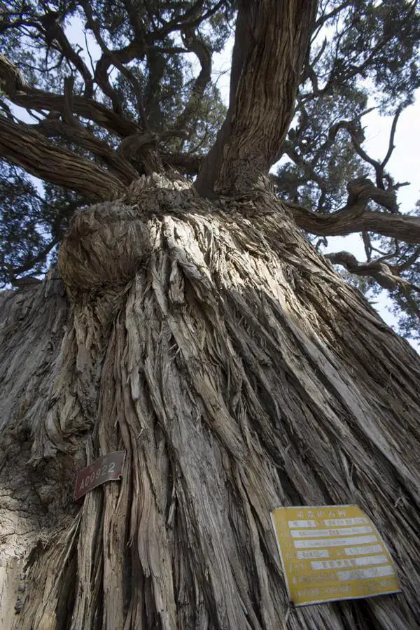 El árbol más viejo de Pekín vuelve a crecer