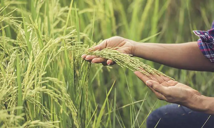 Sobrecostos de producción de arroz afectarán siembras en 2022