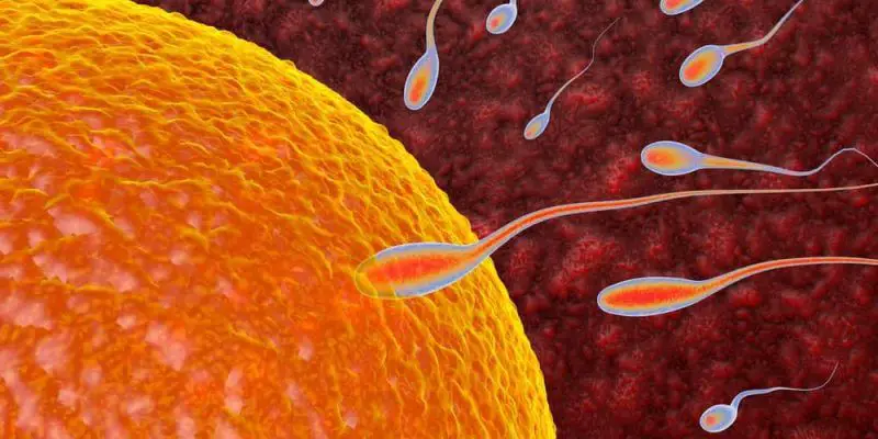 El óvulo puede escoger el espermatozoide para su reproducción, confirman expertos