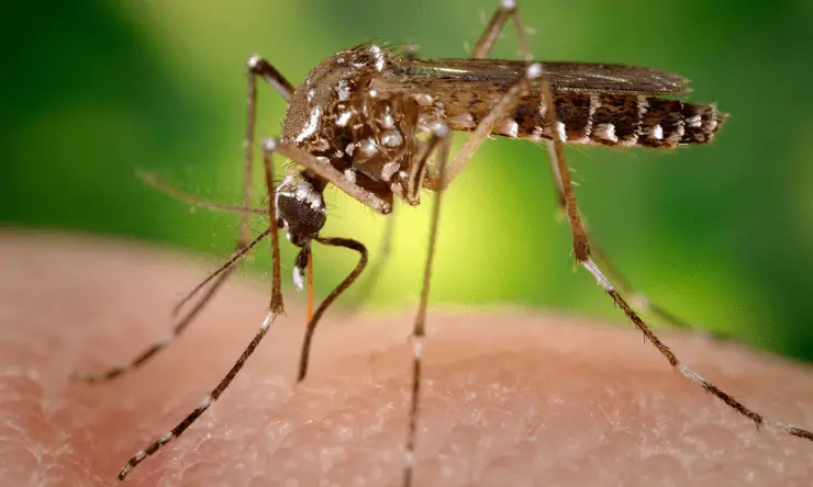 “Vacunar a los mosquitos”, la solución contra el dengue del alcalde de Cartagena
