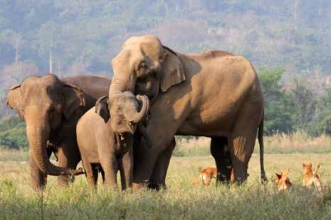 La pandemia también “pasa factura” a los elefantes asiáticos