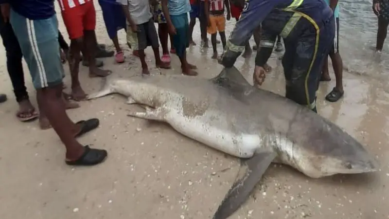Tiburón blanco fue cazado en La Guajira