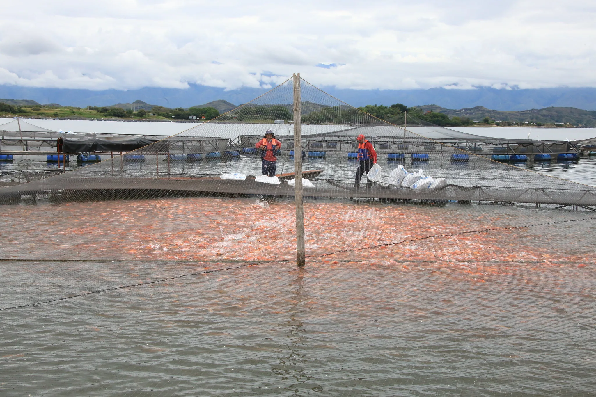 Costos de producción preocupan a piscicultores