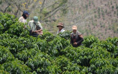 Cafeteros del norte del Huila buscan recolectores de café