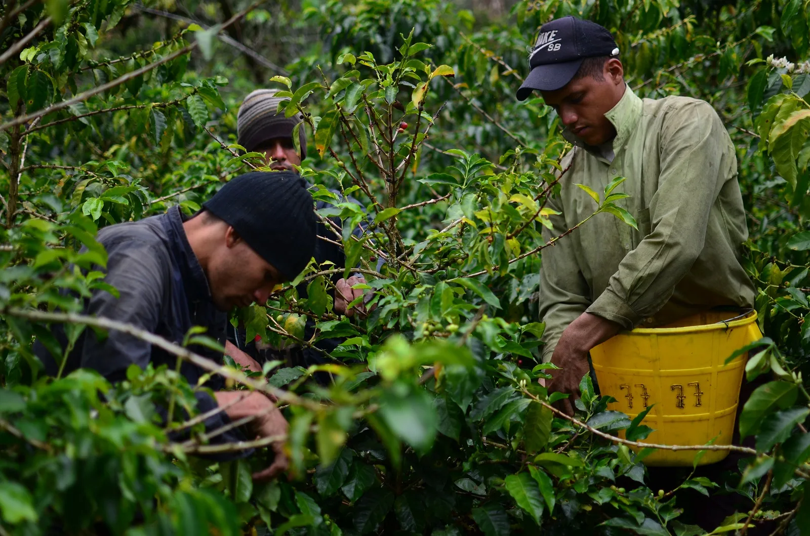 Cafeteros del Huila  no se unirán al paro nacional