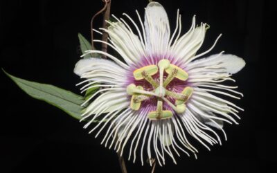 Pasiflora Pitalensis: El tesoro descubierto en el Huila