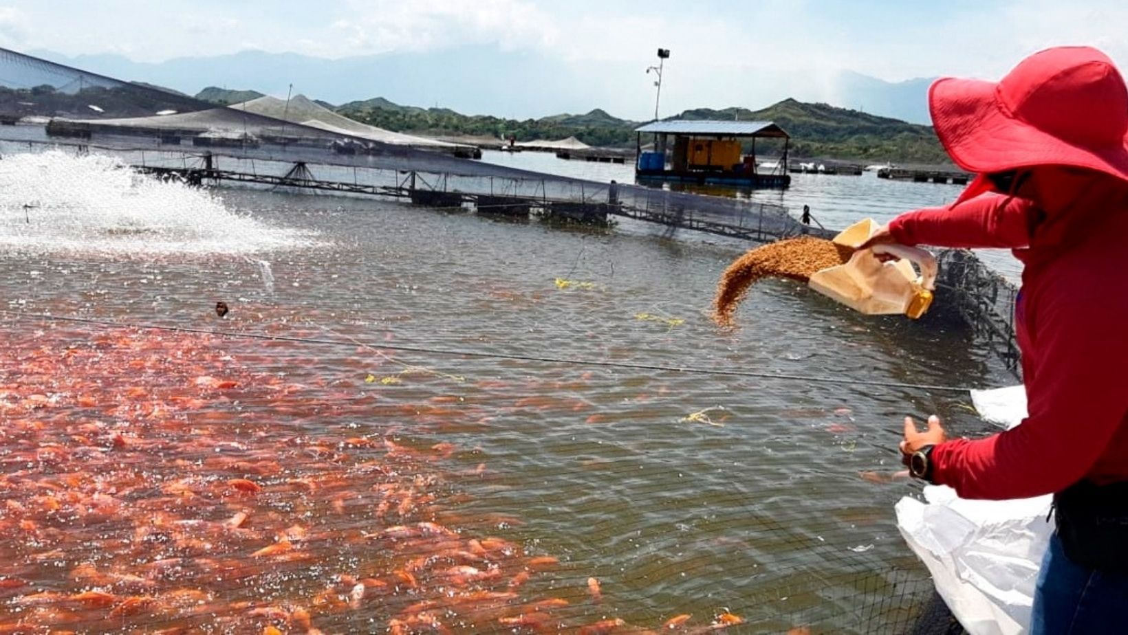 Producción de pescado para Semana Santa en riesgo