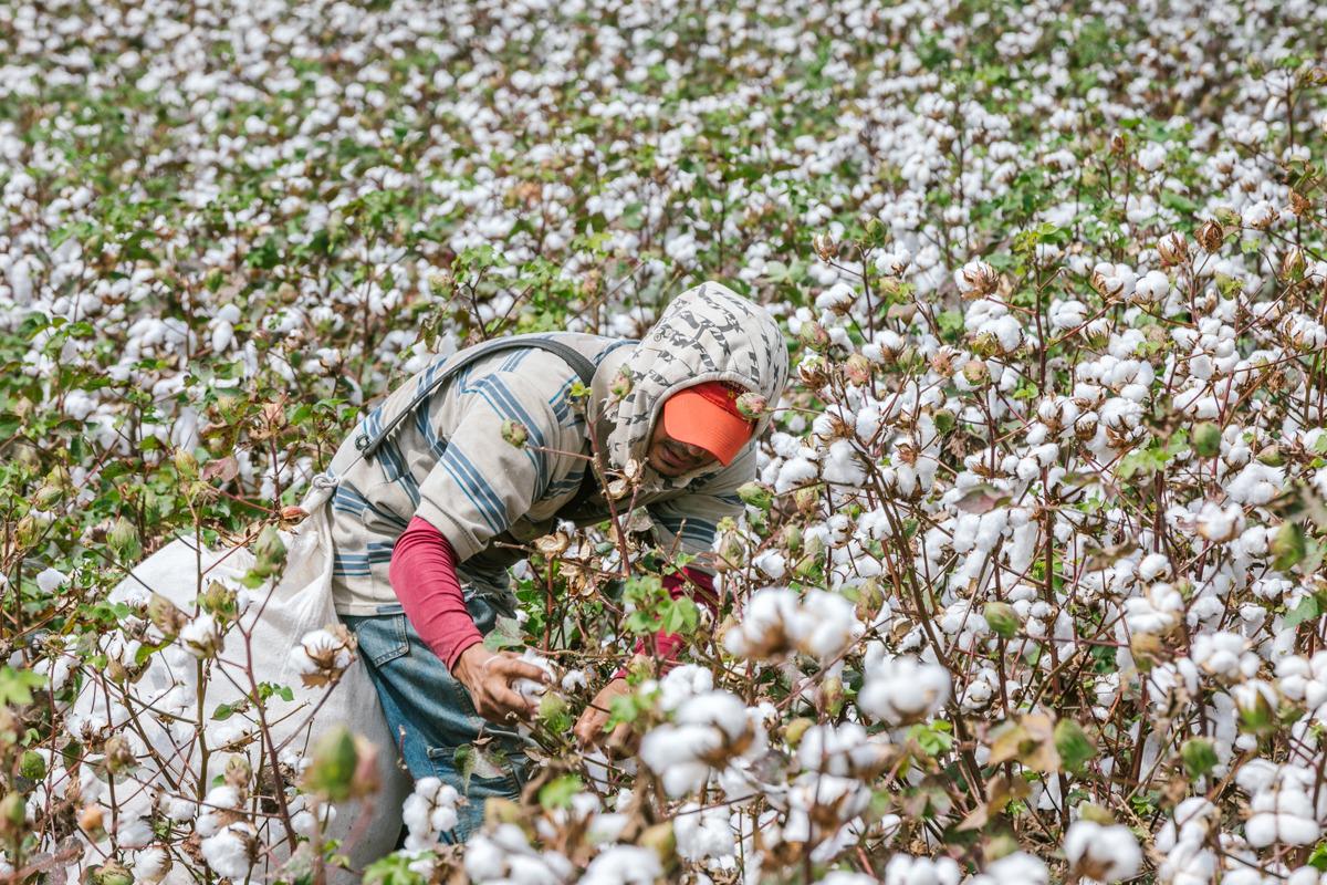 El algodón, un cultivo sin dolientes en el Huila